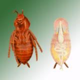 COCKROACH ANATOMY